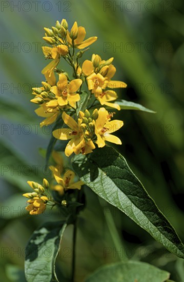 Common yellow willow, Lysimachia vulgaris, also panicle willow or common willow willow, primrose family, Primulaceae, in full bloom
