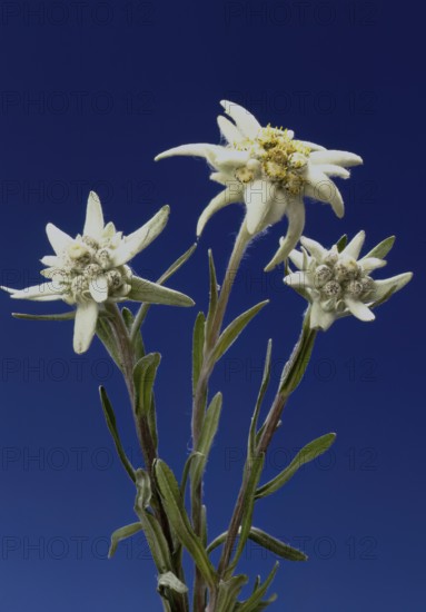 Alpine edelweiss, Leontopodium nivale, plant species from the genus Leontopodium (edelweiss) within the Asteraceae family