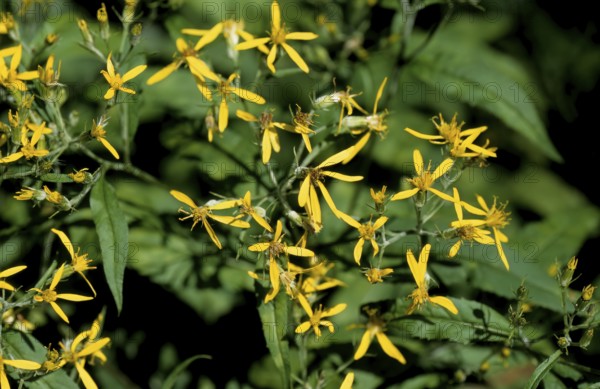 Fox ragwort, fox ragwort, Senecio ovatus, daisy family, in full bloom