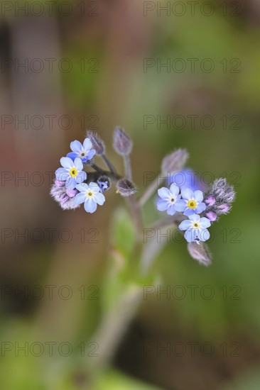 Field forget-me-not, field forget-me-not (Myosotis arvensis), flowers, on a wild field, Wilnsdorf, North Rhine-Westphalia, Germany