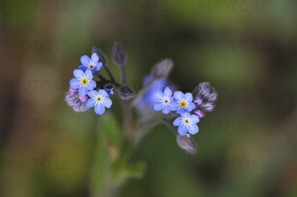 Field forget-me-not, field forget-me-not (Myosotis arvensis), flowers, on a wild field, Wilnsdorf, North Rhine-Westphalia, Germany