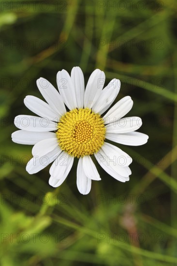 Daisy (Leucanthemum vulgare), flower in a meadow, close-up, macro, Wilnsdorf, North Rhine-Westphalia, Germany