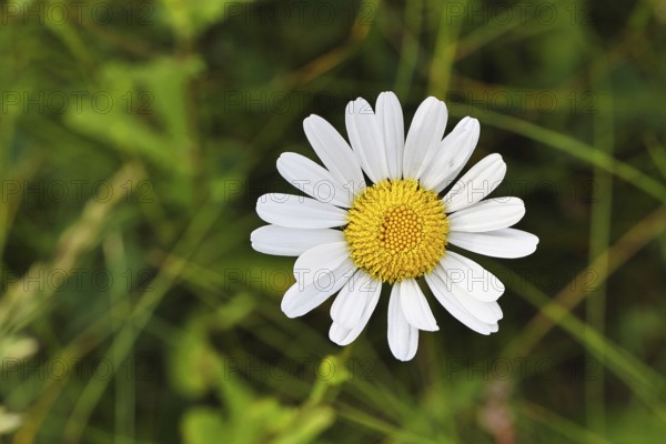 Daisy (Leucanthemum vulgare), flower in a meadow, close-up, macro, Wilnsdorf, North Rhine-Westphalia, Germany