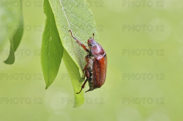 May beetle, wood cockchafer (Melolontha hippocastani), female, on leaf of a willow (Salix caprea), close-up, Wilnsdorf, North Rhine-Westphalia, Germany