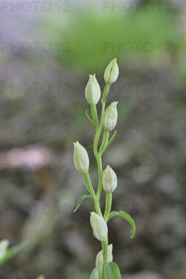 White Helleborine, Pale Helleborine, Cephalanthera damasonium, Orchidaceae, Orchid, Orchidaceae, Asparagales, Plant, Nature photography, Koppelstein Nature Reserve, Lahnstein, Rhineland-Palatinate, Germany