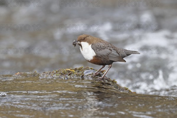 White-throated White-throated Dipper (Cinclus cinclus) standing with prey on a stone in the middle of a stream, the only native songbird that can also dive, wildlife, native nature, Wilnsdorf, North Rhine-Westphalia, Germany