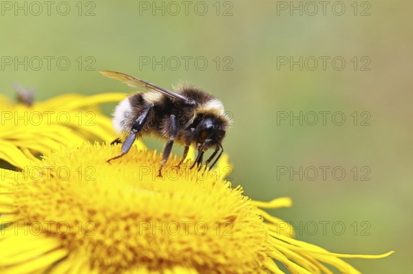 Garden bumblebee (Bombus hortorum), garden bumblebee, collecting nectar on a yellow flower of a Great Telekie (Telekia speciosa), Wilnsdorf, North Rhine-Westphalia, Germany