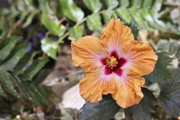 Hibiscus (Hibiscus), close-up of a red flower, houseplant, Wilnsdorf, North Rhine-Westphalia, Germany