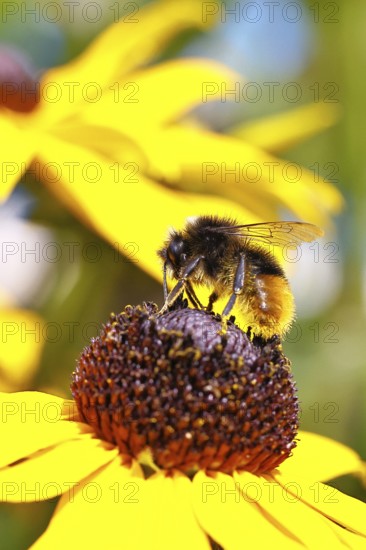 Stone bumblebee (Bombus lapidarius) collecting nectar from a flower of the yellow coneflower (Echinacea paradoxa), macro photograph, Wilnsdorf, North Rhine-Westphalia, Germany