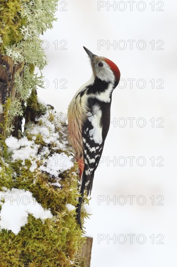Middle spotted woodpecker (Dendrocopos medius) foraging on a tree stump overgrown with moss and lichen, Wildlife, Woodpeckers, Birds, Nature photography, Wilnsdorf, North Rhine-Westphalia, Germany
