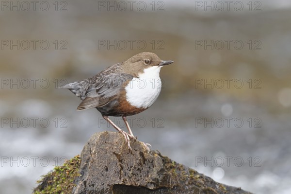 White-throated White-throated Dipper (Cinclus cinclus) standing on a stone in the middle of a stream, the only native songbird that can also dive, wildlife, native nature, Wilnsdorf, North Rhine-Westphalia, Germany
