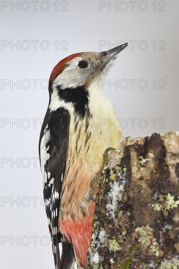 Middle spotted woodpecker (Dendrocopos medius) foraging on dead wood of an oak (Quercus), animal portrait, Wilnsdorf, North Rhine-Westphalia, Germany