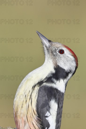 Middle spotted woodpecker (Dendrocopos medius), animal portrait, Wilnsdorf, North Rhine-Westphalia, Germany