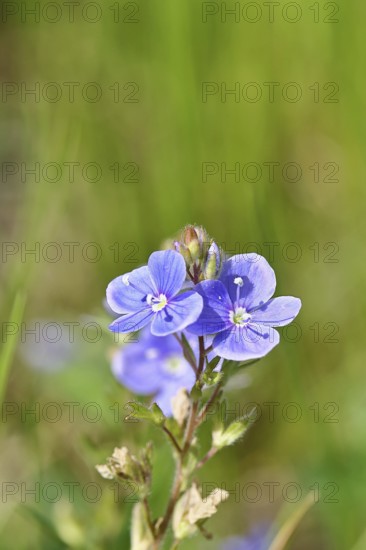 Gamander speedwell (Veronica chamaedrys), men's fritillary, flowers in a deciduous forest, blue blossom, spring, Wilnsdorf, North Rhine-Westphalia, Germany