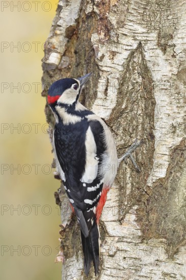 Great spotted woodpecker (Dendrocopus major), male, foraging on the trunk of a common birch (Betula pendula), wildlife, woodpeckers, nature photography, autumn, Wilnsdorf, North Rhine-Westphalia, Germany