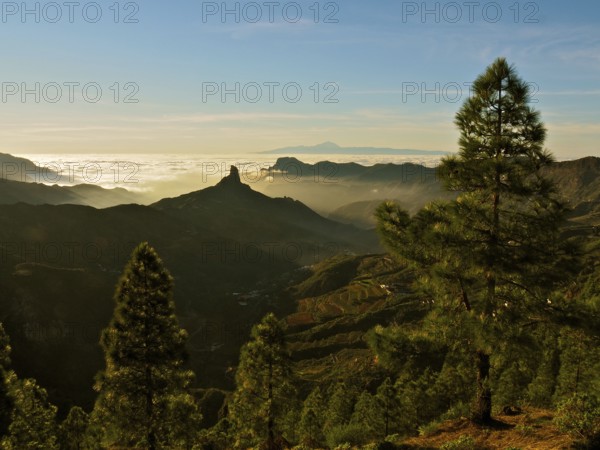 Panoramic view with pine trees on mountains under a glowing sunset, Roque Nublo, Gran Canaria, Canary Islands, Spain