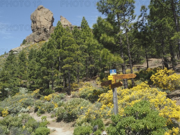 Hiking trail with signs near Roque Nublo, surrounded by pine trees, Gran Canaria, Canary Islands, Spain