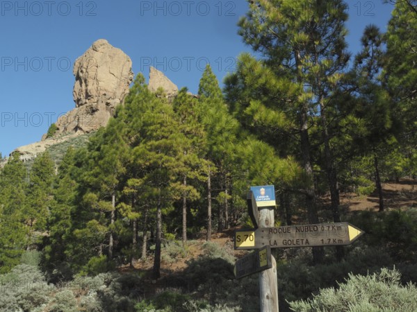 Natural landscape with rocks and conifers, signpost for Roque Nublo, Gran Canaria, Canary Islands, Canary Islands, Spain