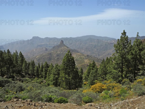 View of pine trees in mountainous landscape with blue sky, Roque Bentayga, Gran Canaria, Canary Islands, Spain