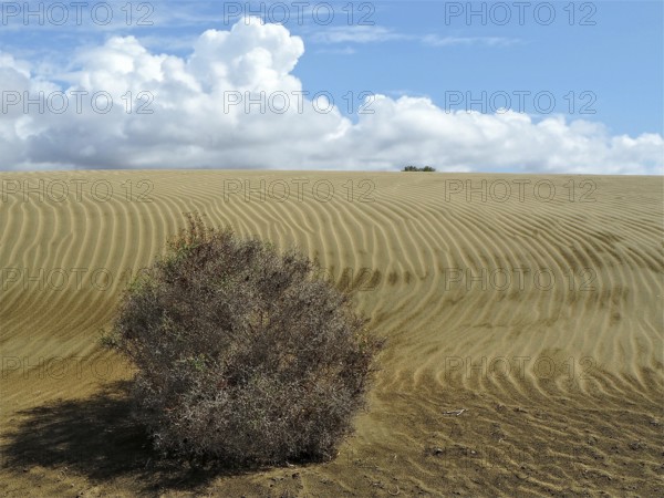 Wide sand dunes with clouds in the sky and a bush in the foreground, dunes of Maspalomas, Gran Canaria, Canary Islands, Spain