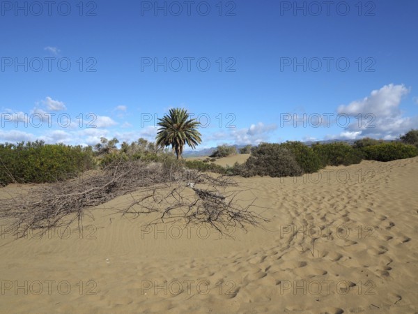 Sand dunes with isolated palm trees and clear skies, desert atmosphere, dunes of Maspalomas, Gran Canaria, Canary Islands, Canary Islands, Spain