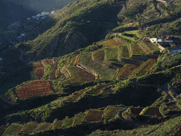 Extensive terraced fields in a hilly landscape in warm sunlight, Cuevas Caidas, Gran Canaria, Canary Islands, Spain