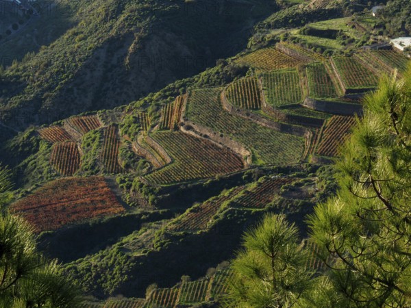 View of terraced fields in the midst of a green mountain landscape, Cuevas Caidas, Gran Canaria, Canary Islands, Spain
