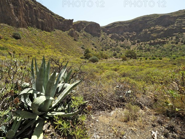 Arid landscape with agaves in the foreground and green valley in the background, Caldera de Bandama volcanic crater, Gran Canaria, Canary Islands, Spain