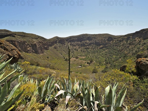 Green valley with agaves and rocks under clear sky, Caldera de Bandama volcanic crater, Gran Canaria, Canary Islands, Spain