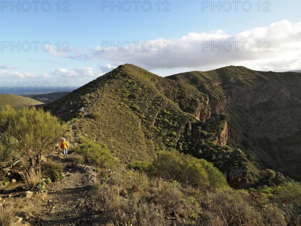 Hiker on a trail along a sunny mountain ridge with views of the hills, Caldera de Bandama volcanic crater, Gran Canaria, Canary Islands, Spain