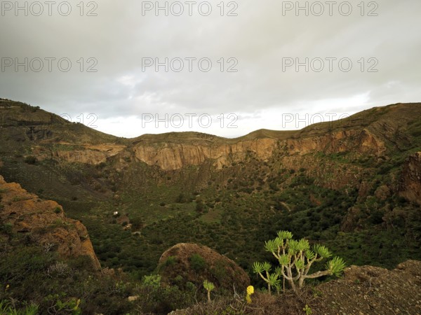 Wide gorge landscape with green vegetation under a cloudy sky, Caldera de Bandama volcanic crater, Gran Canaria, Canary Islands, Spain