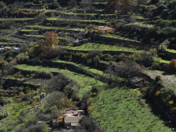 Green terraced fields on hills with some autumn-colored trees, Agaete, Gran Canaria, Canary Islands, Spain