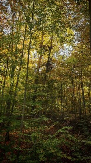 Sunlight falls in the autumn-colored forest with shadows and light effects, Hainich National Park, Thuringian Forest nature park Park