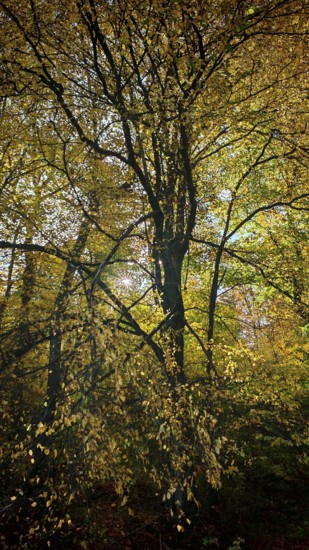 Forest with golden autumn leaves and soft lighting, Rennsteig, Hainich National Park, Thuringian Forest nature park Park