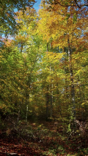 Autumn forest with bright, colorful foliage and natural light, Hainich National Park, Thuringian Forest nature park Park