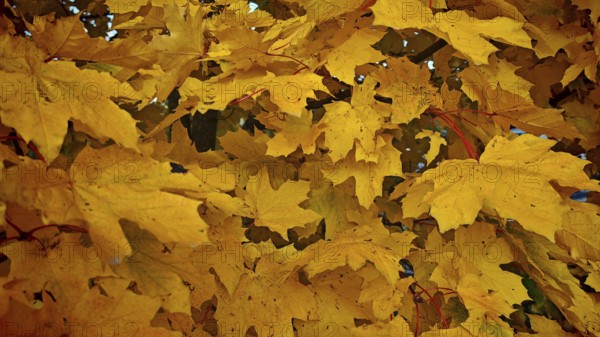 Close-up of bright yellow maple leaves (acer) in autumn, Rennsteig, Franconian Forest nature park Park