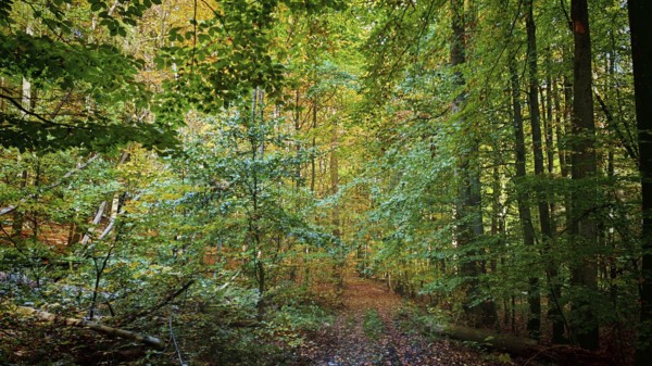 Autumn forest trail surrounded by green trees and foliage, Hainich National Park, Thuringian Forest nature park Park