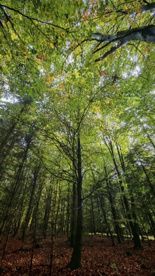 View of an autumnal deciduous forest looking up into the treetops with mostly green leaves and isolated rays of light, treetops, Rennsteig, Frankenwald nature park Park