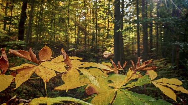 Autumn-colored leaves in the foreground with sunlight falling through the forest, Hainich National Park, Thuringian Forest nature park Park