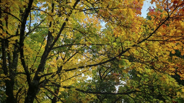 Autumn treetops with colorful leaves, including blue skies visible, Rennsteig, Frankenwald nature park Park