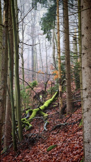 Colourful forest with moss-covered trees and falling autumn leaves, Rennsteig, Thuringian Forest nature park Park