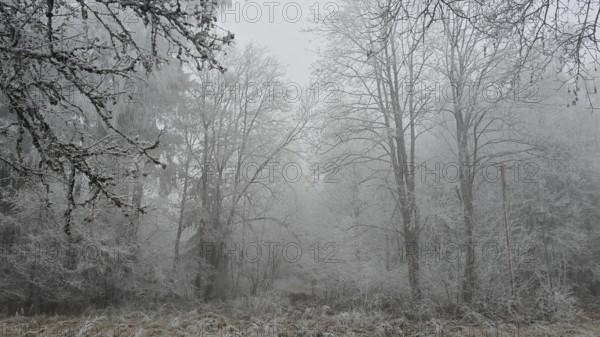 Foggy forest on a frosty winter day, Frankenwald nature park Park, Rensteig