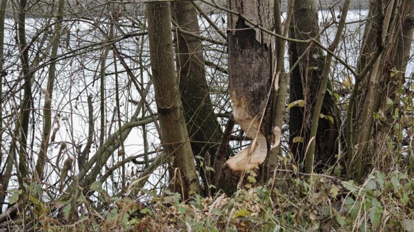 Tree trunks with beaver nibble tracks on the banks of a body of water, Frankenwald nature park Park