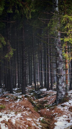Dense forest with snow-covered soil, dark and quiet atmosphere, Rennsteig, Thuringian Forest nature park Park