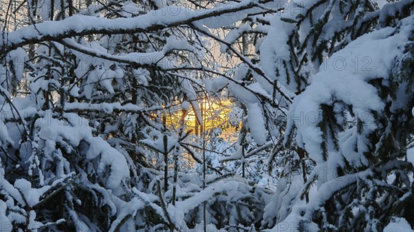 View of the setting winter sun through snow-covered branches, cold twilight atmosphere, Rennsteig, Thuringian Forest nature park Park