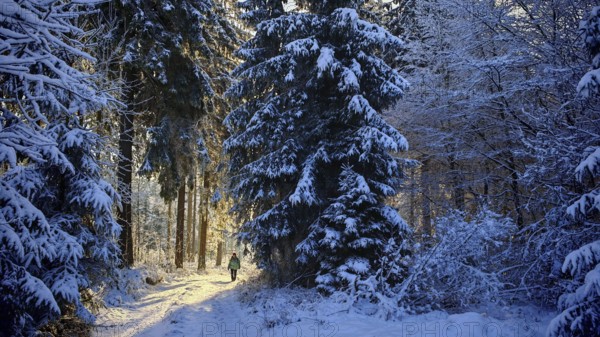 Snow-covered forest path in the sunlight, lined with tall spruce trees (picea), peaceful winter atmosphere, Rennsteig, Thuringian Forest nature park Park