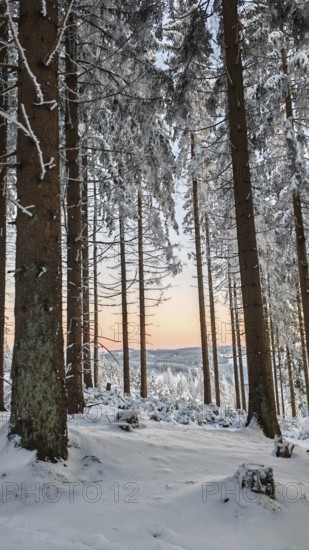 Tall spruce (picea) trees in a snowy forest, sunset in the background, quiet atmosphere, Rennsteig, Thuringian Forest nature park Park