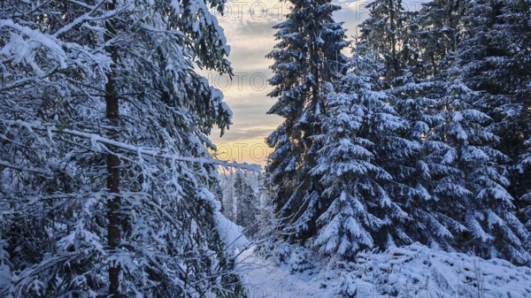 A snow-covered forest path at dusk flanked by tall spruce trees (picea) in a quiet winter atmosphere, Rennsteig, Thuringian Forest nature park Park