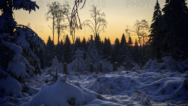 Snow-covered forest, spruce (picea) trees at sunset with a quiet, picturesque atmosphere, Rennsteig, Thuringian Forest nature park Park