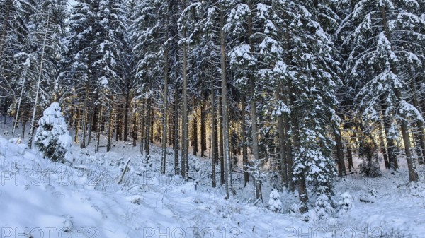 Winter forest spruce (picea) with snow cover and translucent sunlight, Rennsteig, Thuringian Forest nature park Park